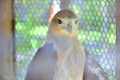 Close-up of bird in cage