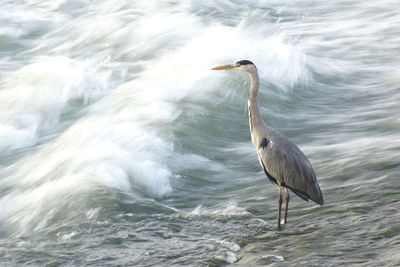 High angle view of gray heron