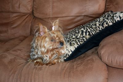 High angle view of dog relaxing on sofa at home