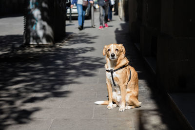 Dog on road