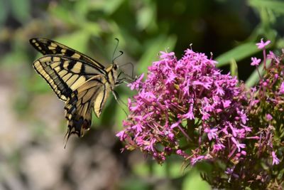 Close-up of butterfly pollinating on purple flower