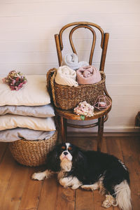 Dog in basket on table against wall at home