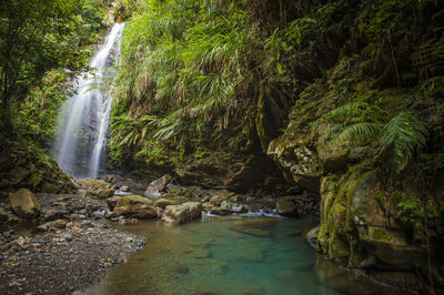 Scenic view of waterfall in forest