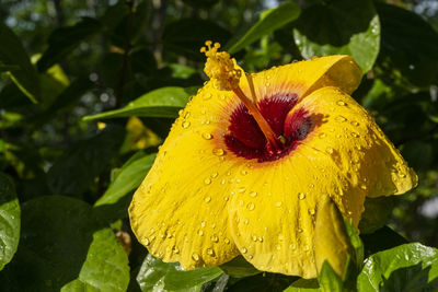 Close-up of wet yellow flower