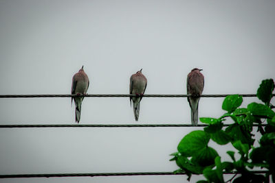 Low angle view of birds perching against clear sky