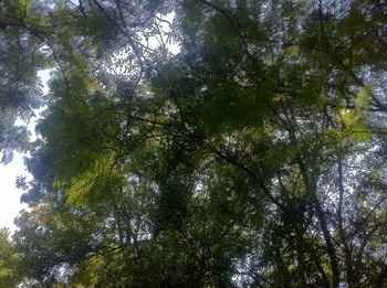 Low angle view of trees in forest