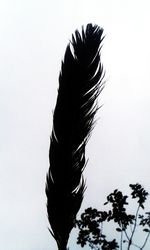 Close-up of feather against sky