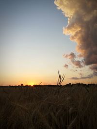 Scenic view of wheat field against sky during sunset