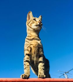 Low angle view of a cat looking away against blue sky