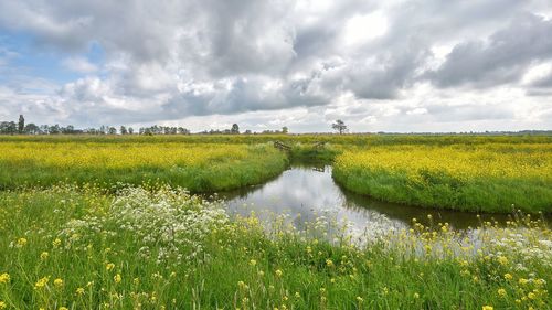 Scenic view of field against sky