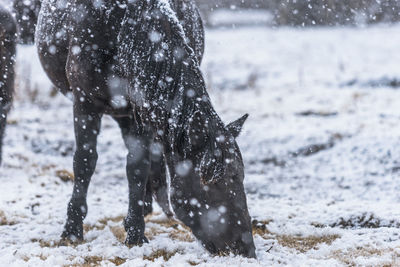 View of horse on snowy land