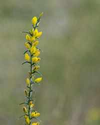 Close-up of yellow flower