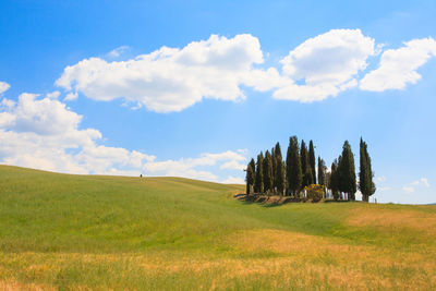 Trees on field against sky