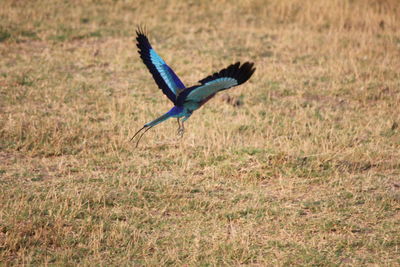 Side view of a bird flying
