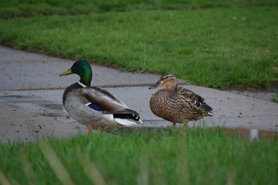 Mallard ducks on grass