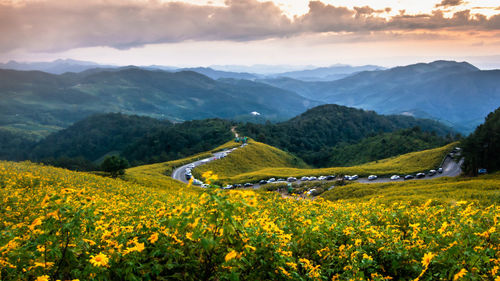 Yellow flowers growing on field against mountains