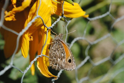 Close-up of butterfly pollinating on flower