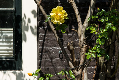Close-up of yellow flowering plant by window