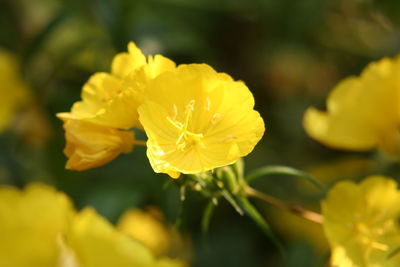 Close-up of yellow flowering plant