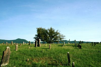 Scenic view of grassy field against blue sky