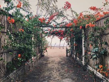 Footpath amidst plants and trees in park