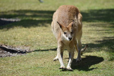 Animal grazing on grassy field