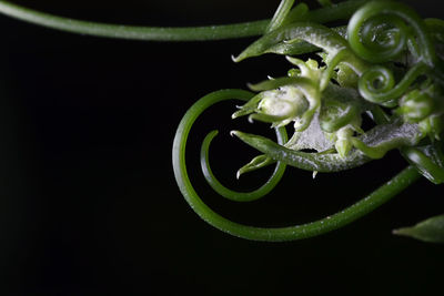 Close-up of flower over black background