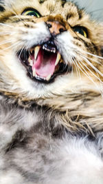 Close-up portrait of a cat