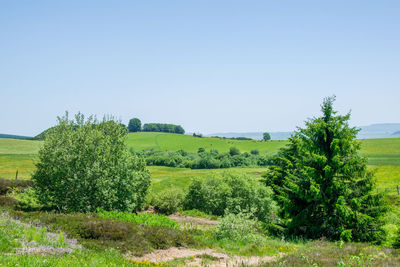 Trees on field against clear sky