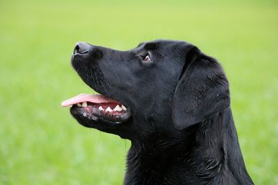 Close-up of a dog looking away