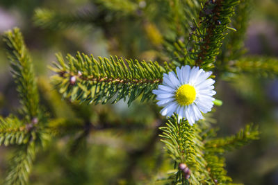 Close-up of flower blooming outdoors