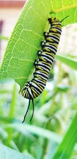 Close-up of butterfly on leaf