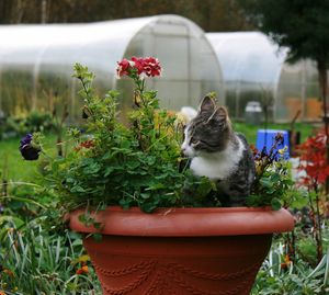 Cat and potted plants in yard