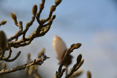 Low angle view of flower buds growing outdoors