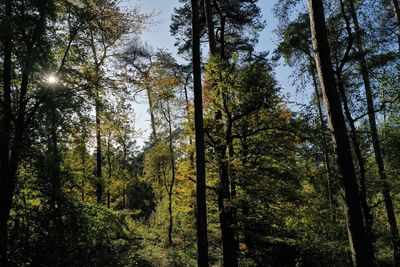 Low angle view of trees in forest against sky