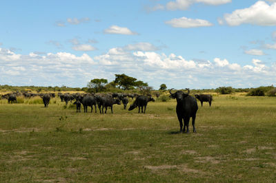 Horses in a field