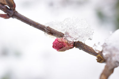 Close-up of flower growing on tree