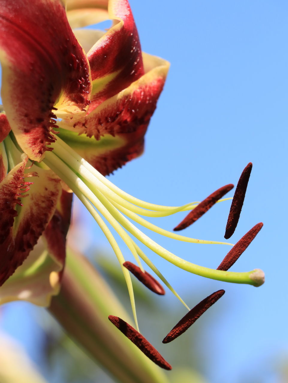 CLOSE-UP OF RED FLOWERING PLANT