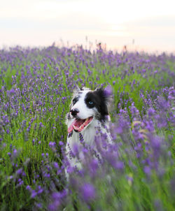 View of dog in field