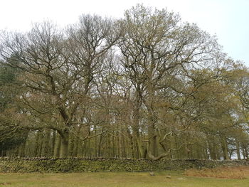 Bare trees on field against sky
