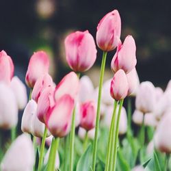 Close-up of pink flower