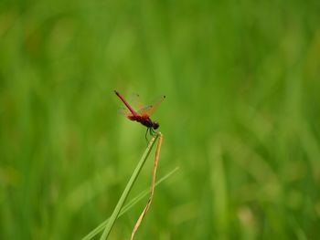 Close-up of insect on grass