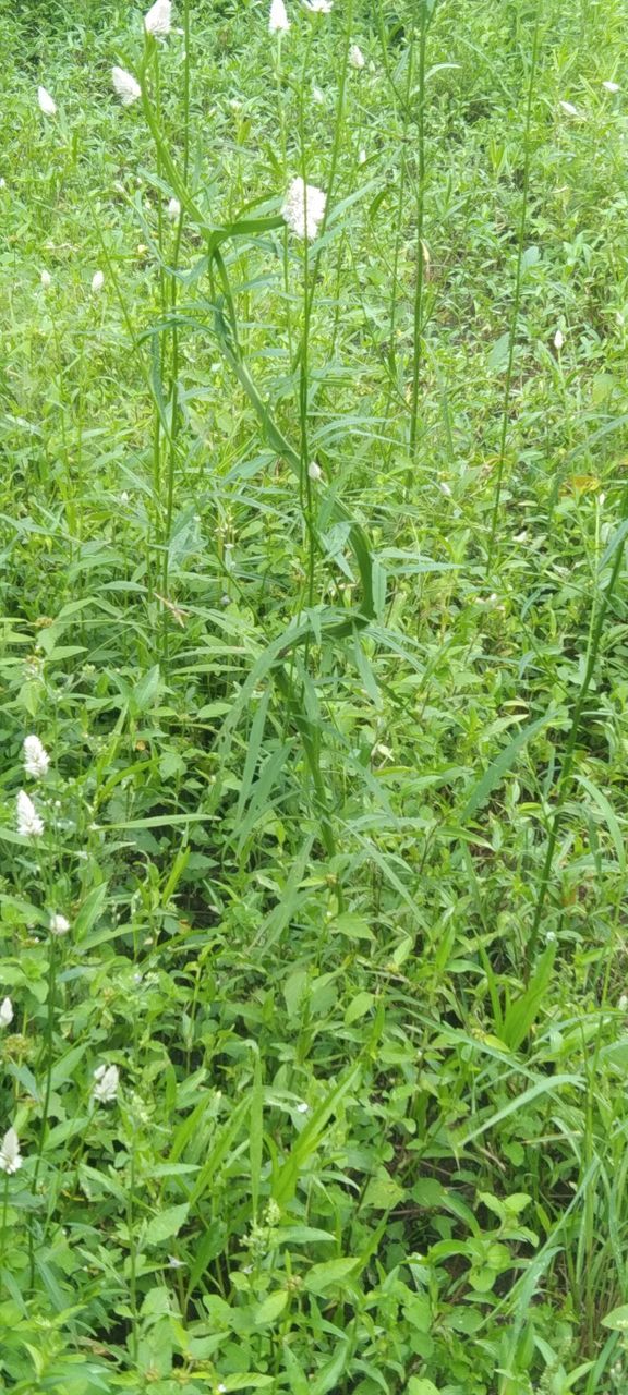 plant, green, growth, nature, beauty in nature, day, land, no people, flower, herb, grass, tranquility, leaf, plant part, lush foliage, field, foliage, outdoors, full frame, backgrounds, freshness, produce, tree, high angle view, close-up