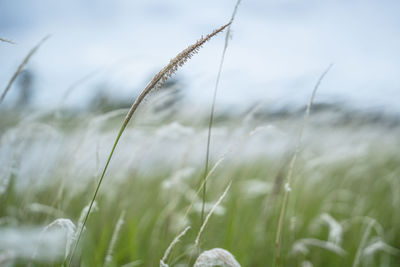 Close-up of crops growing on field against sky