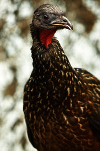 Close-up of crested guan looking away