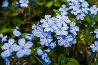 Close-up of purple flowers blooming outdoors