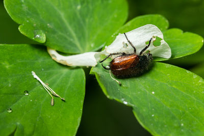 Close-up of insect on leaf