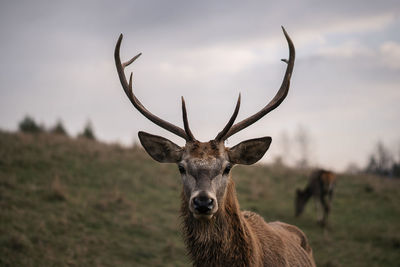 Wildlif animal deer with horn