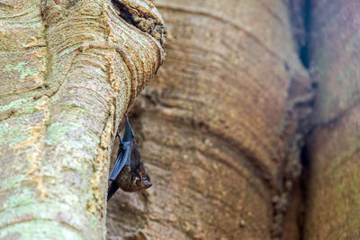 Close-up of tree trunk