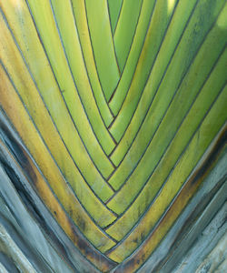Full frame shot of palm leaves